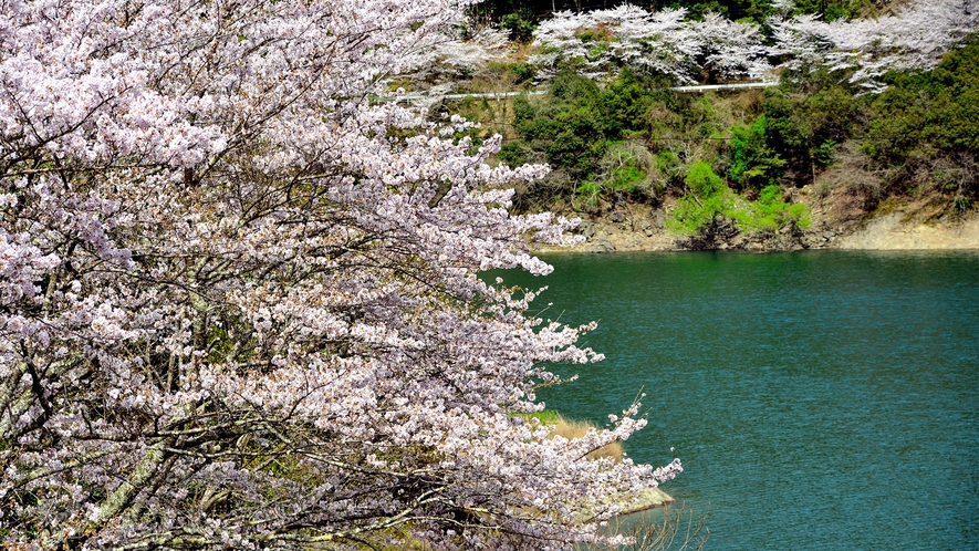 日本のさくら名所100選！七川ダム湖畔_例年の見頃：3月下旬 ～ 4月上旬／宿から車で約40分