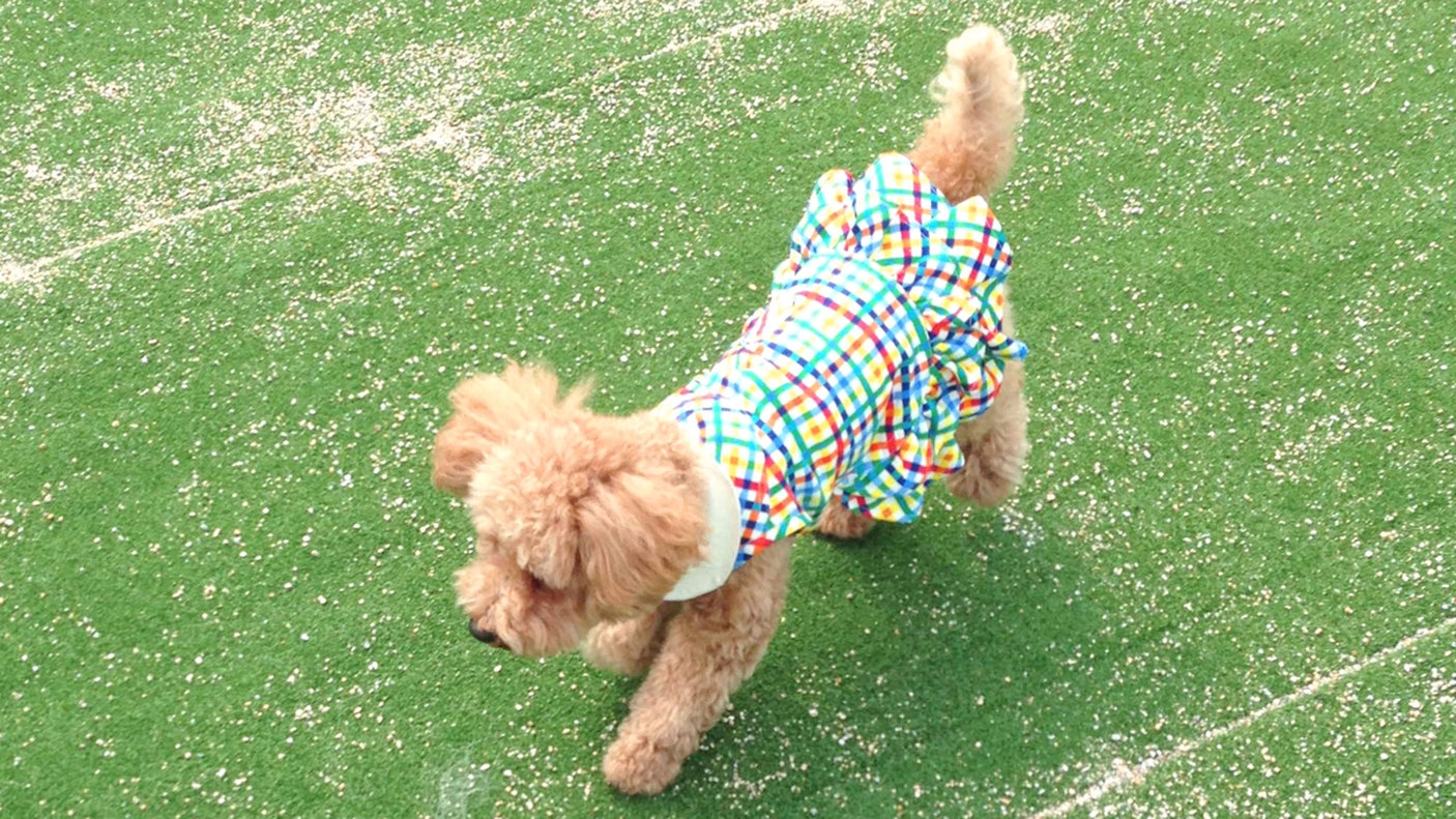 【愛犬と一緒】(▼・?・▼)同室OKで安心♪小型犬OKペットプラン＜1泊2食付き＞