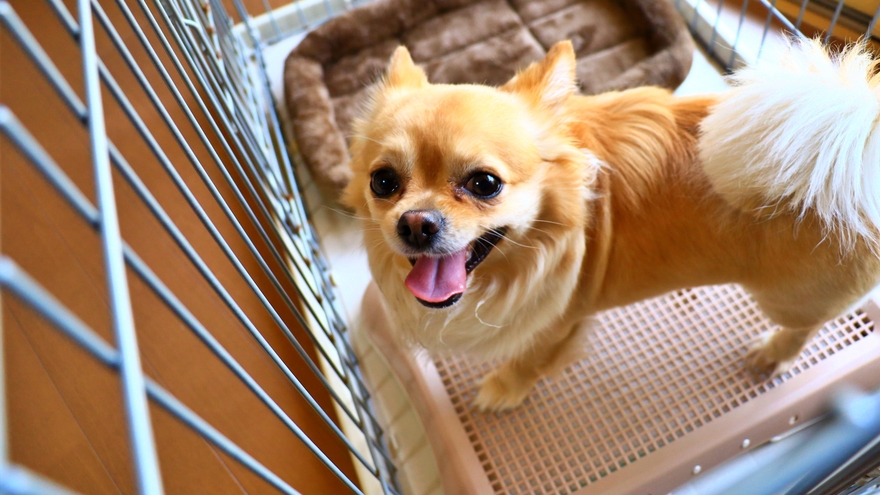 ★【1泊2食】愛犬と泊まる温泉ステイ｜大切な家族と過ごす山あいの宿