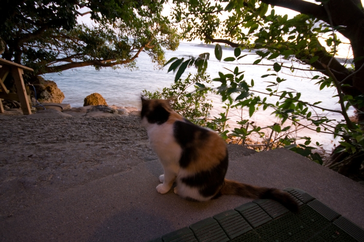 浜辺の茶屋　看板猫　ミケ
