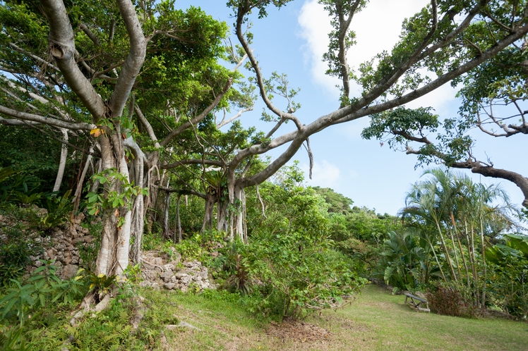 さちばるの庭　見ると圧倒される、沖縄の県木ガジュマル