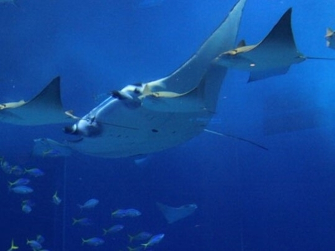  沖縄を代表する人気スポット「美ら海水族館」大きなオニイトマキエイ（マンタ）
