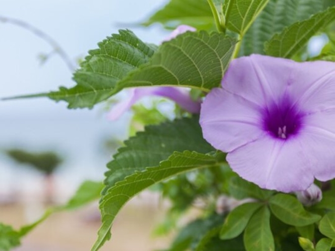  アラハビーチ（ARAHA　BEACH）に咲く花