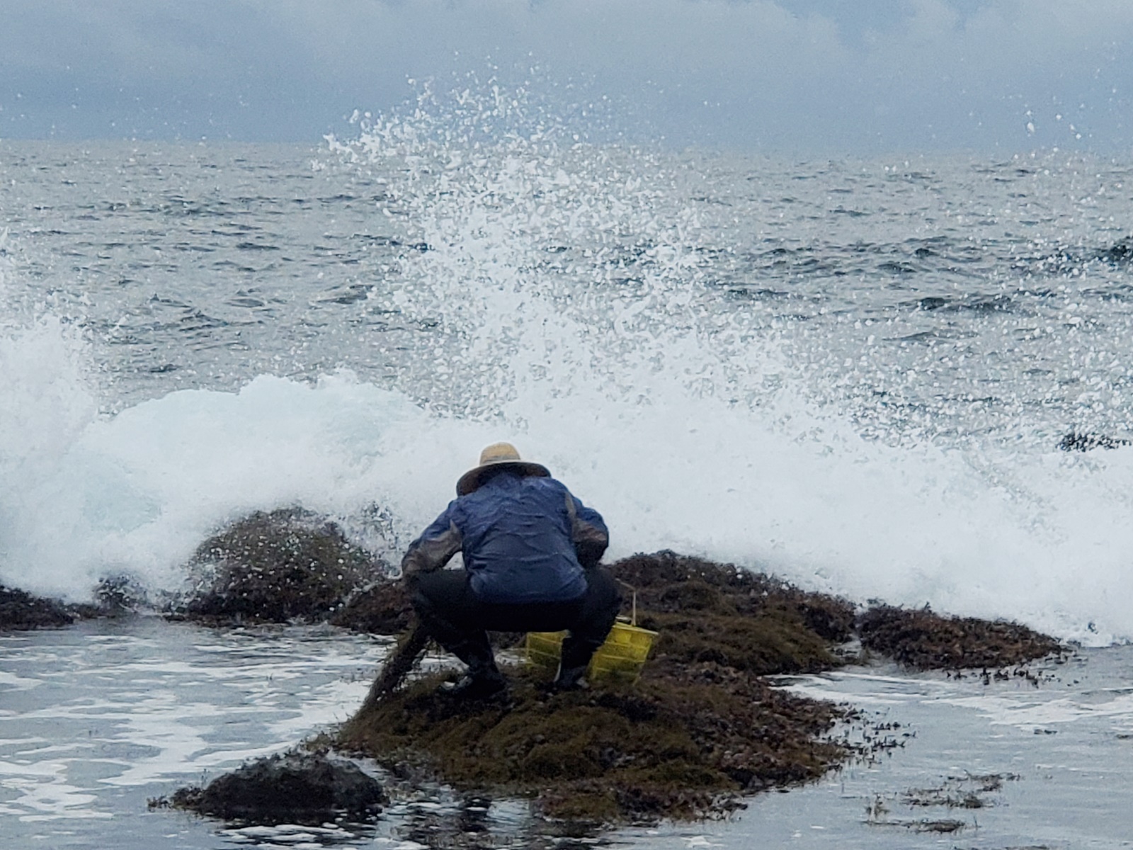 オーナシェフひじき狩りの様子