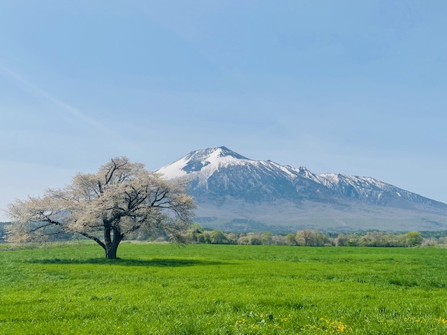 上坊牧野の一本桜