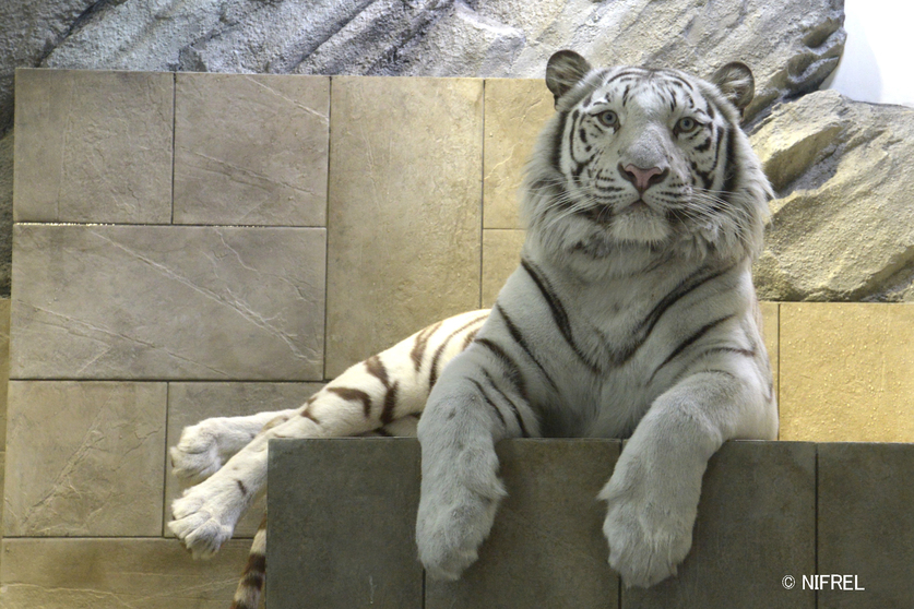 ニフレル ホワイトタイガー