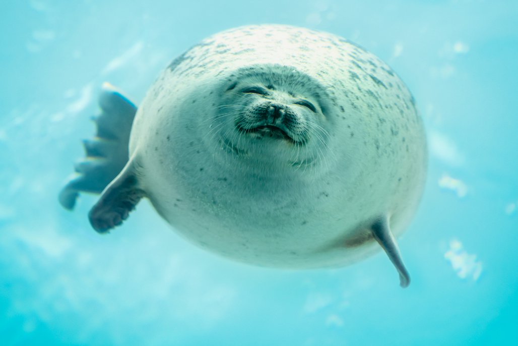 海遊館 アザラシ