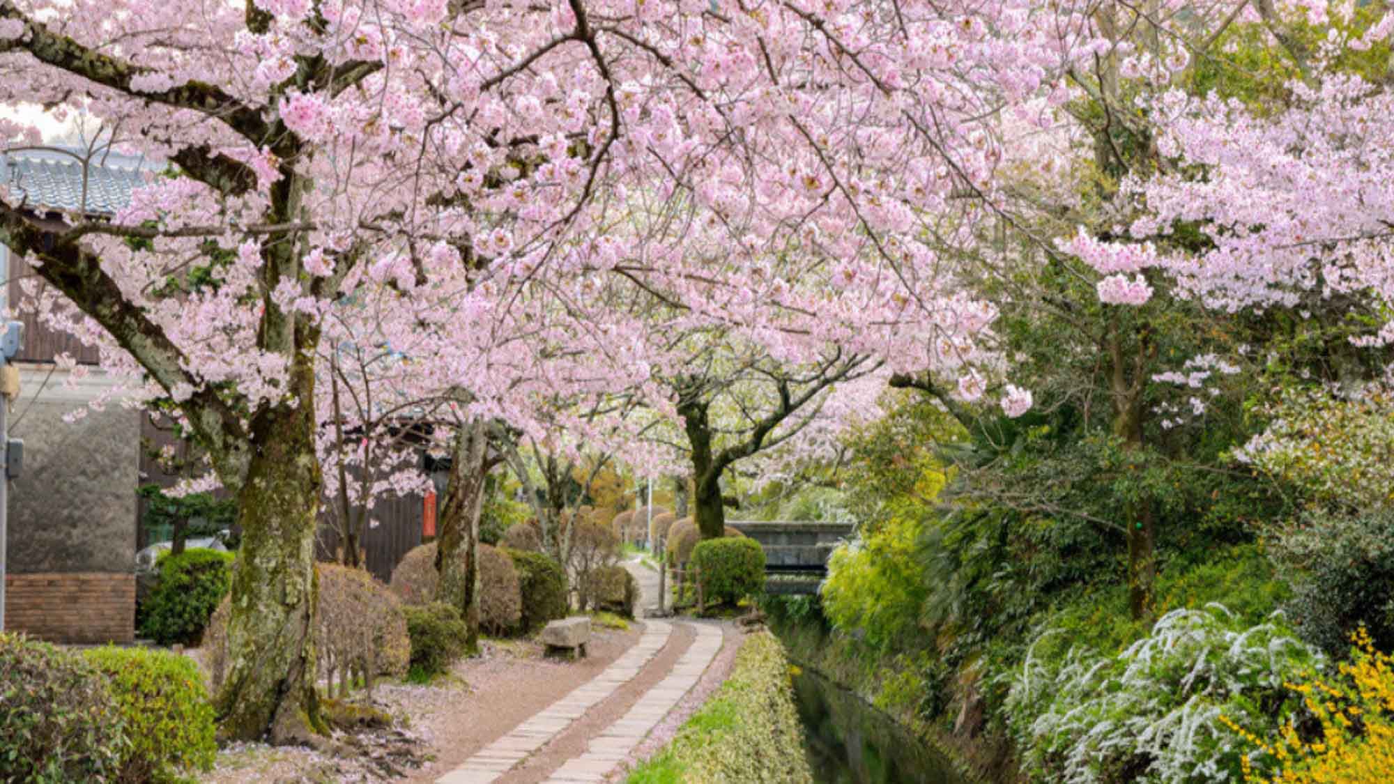 【京都・哲学の道】桜が満開になるとあらわれる桜のトンネルはいつまでも眺めていられる美しさです。