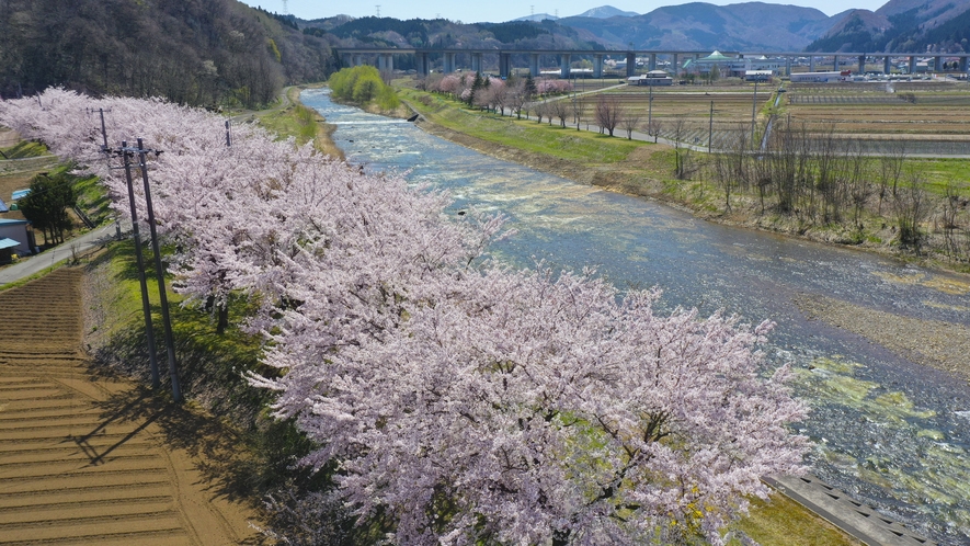 安比川桜