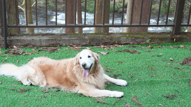 和館専用ミニドッグらrン