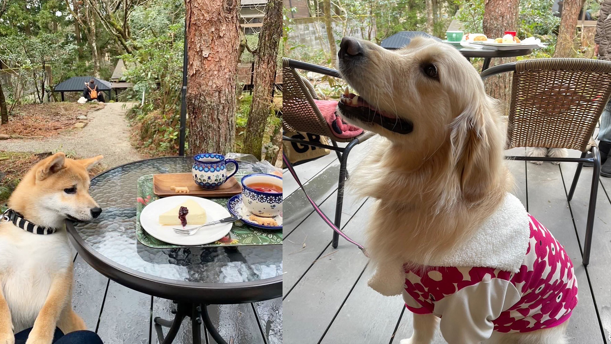 セセラギテラス