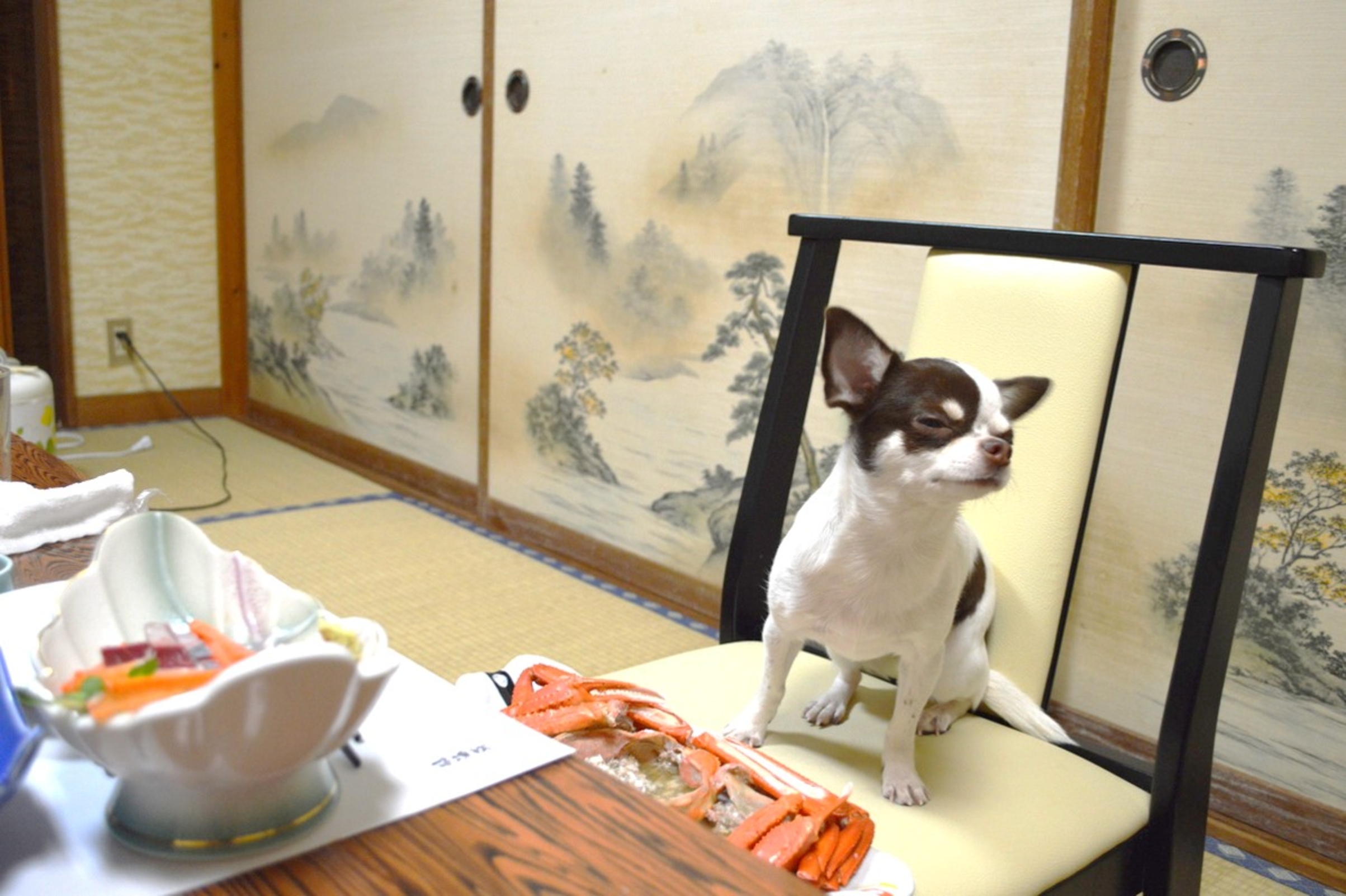 ペットと旅行に行きたくなる宿 香住 臨海荘 宿泊予約 楽天トラベル ペットと旅行に行きたくなる宿 香住 臨海荘 宿泊予約 楽天トラベル