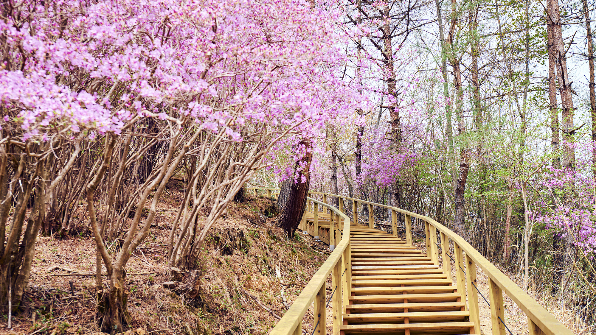 【レジャーエリア】［てくてくロード］ 桜やつつじなど、季節の花を愛でながらハイキング♪