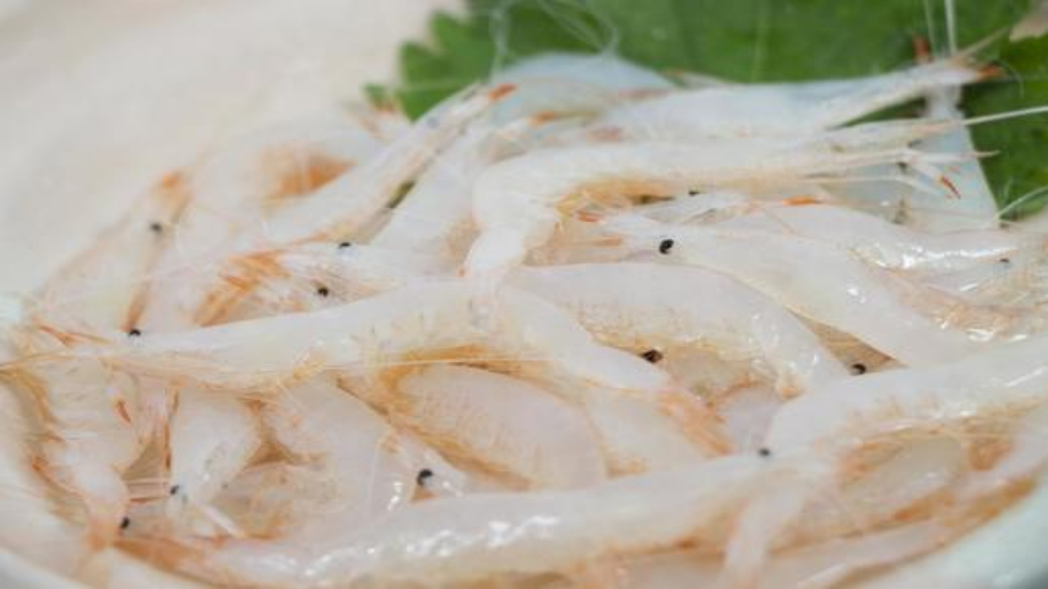 【期間限定】富山湾の宝石　幻の逸品白エビを満喫！海の恵みに感動