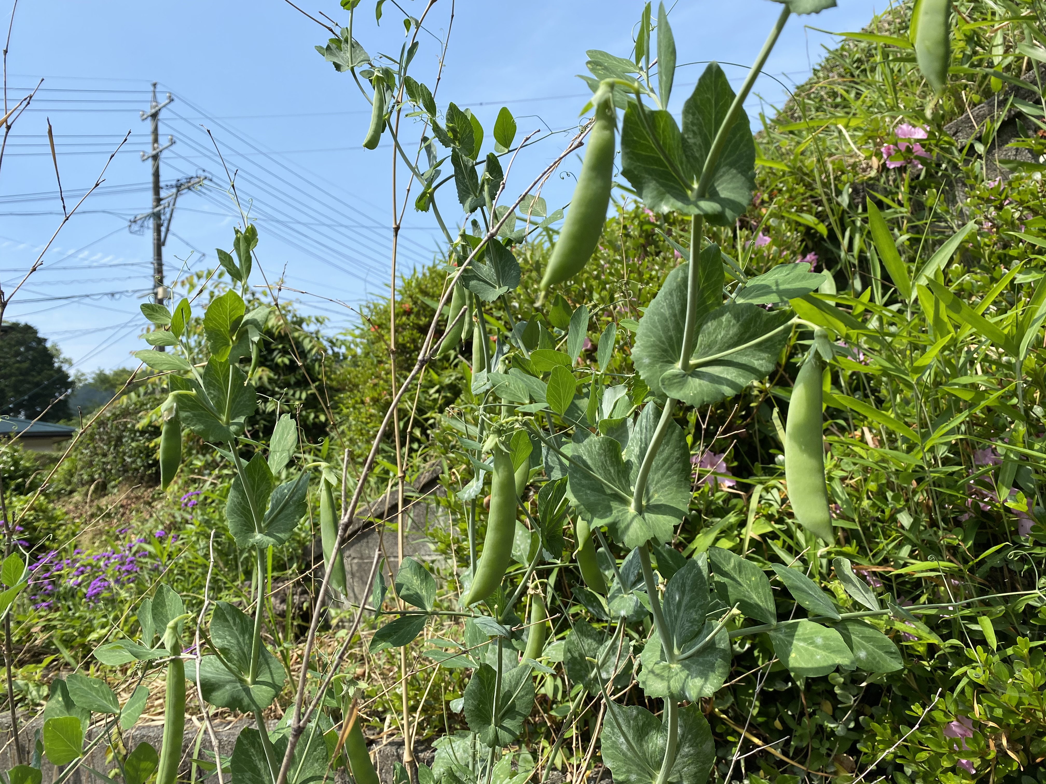 ちょっとした家庭菜園でできた野菜を収穫して料理体験