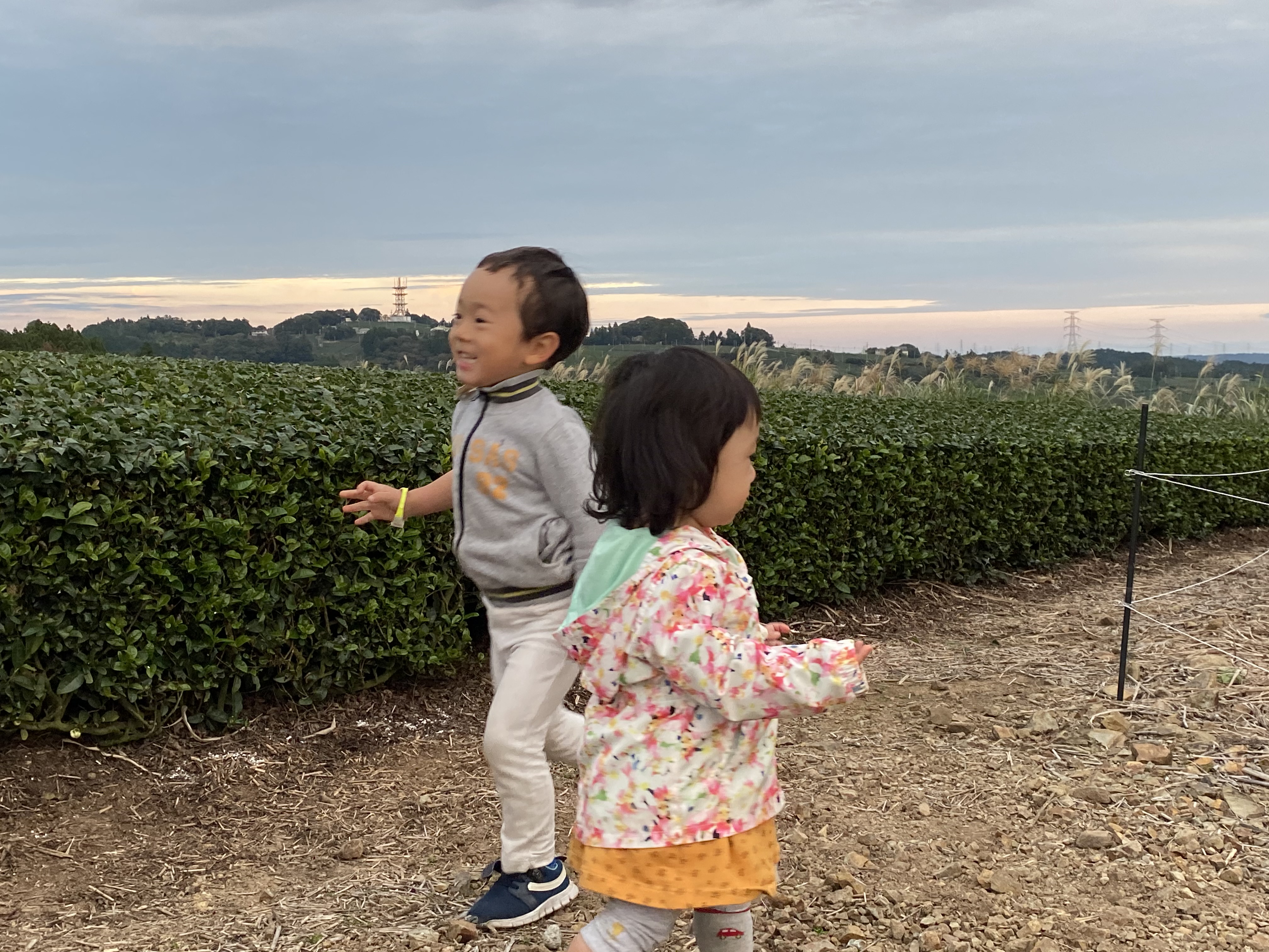 ちびっこは秋冬の茶畑でも元気に大運動会