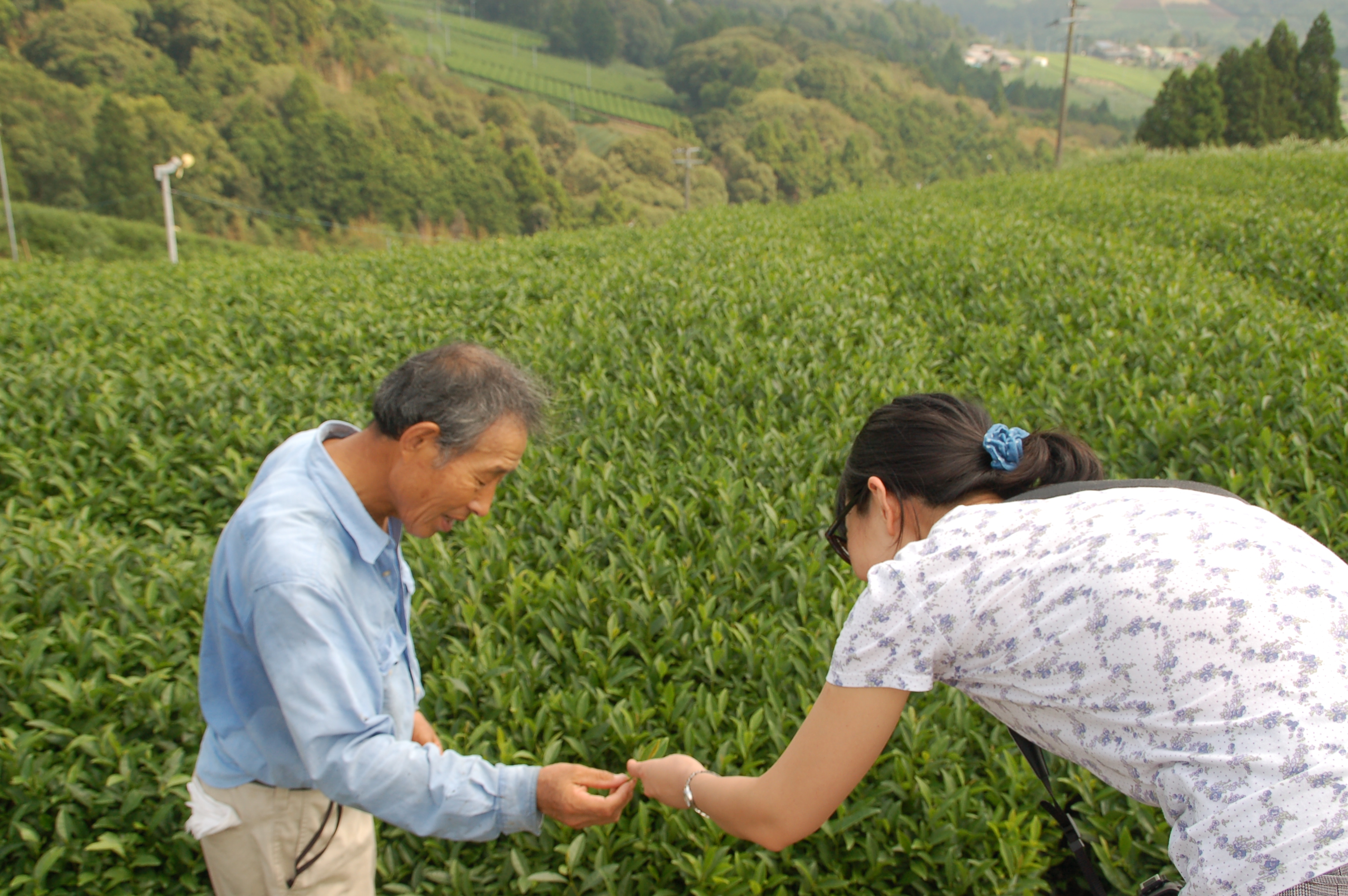 お茶農家さんと夏の茶畑散歩へ