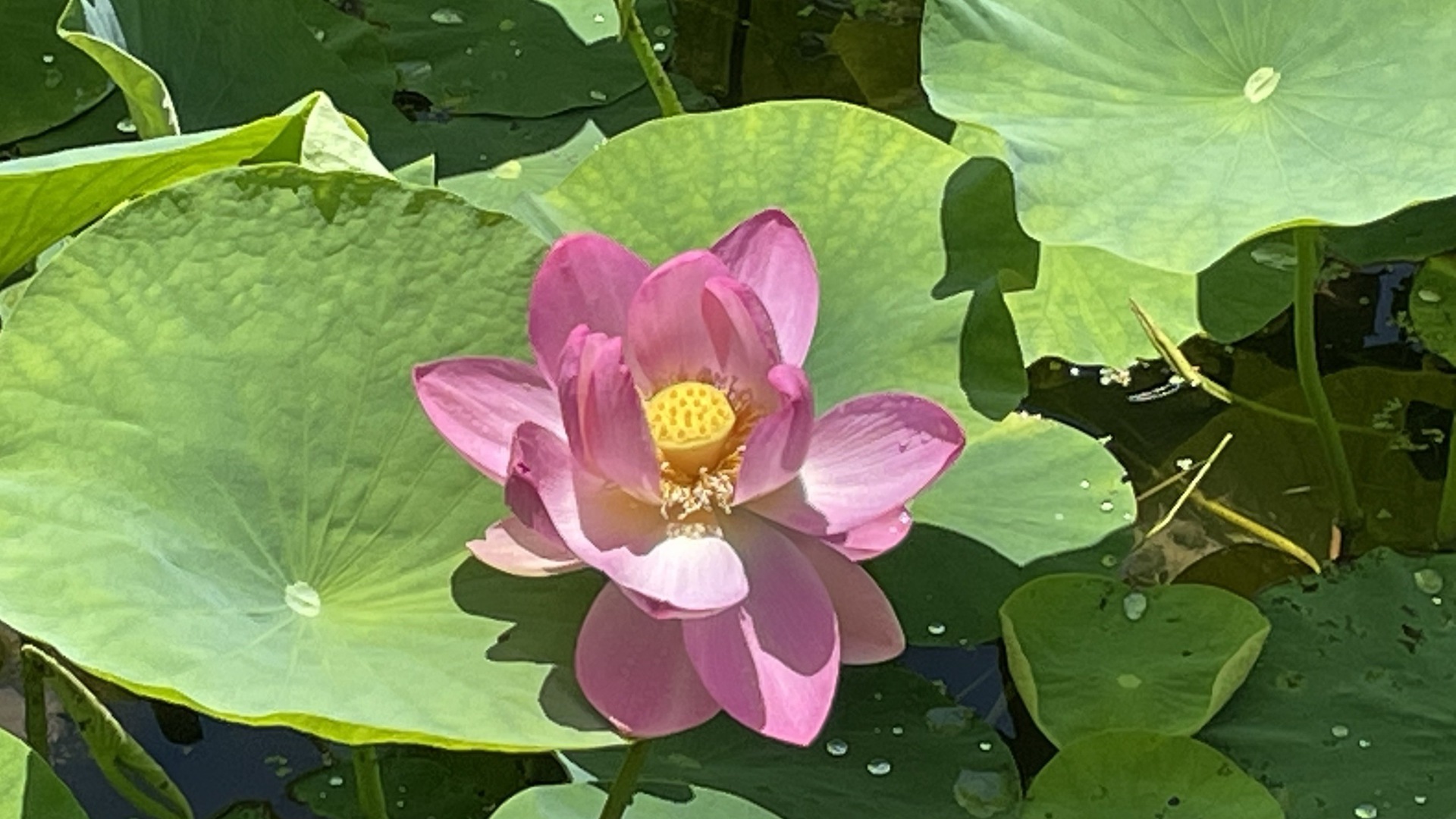 【信州でワーケーション】一日一組様の宿・陶板浴＆豊かな自然の中の貸別荘でワーケーションプラン♪