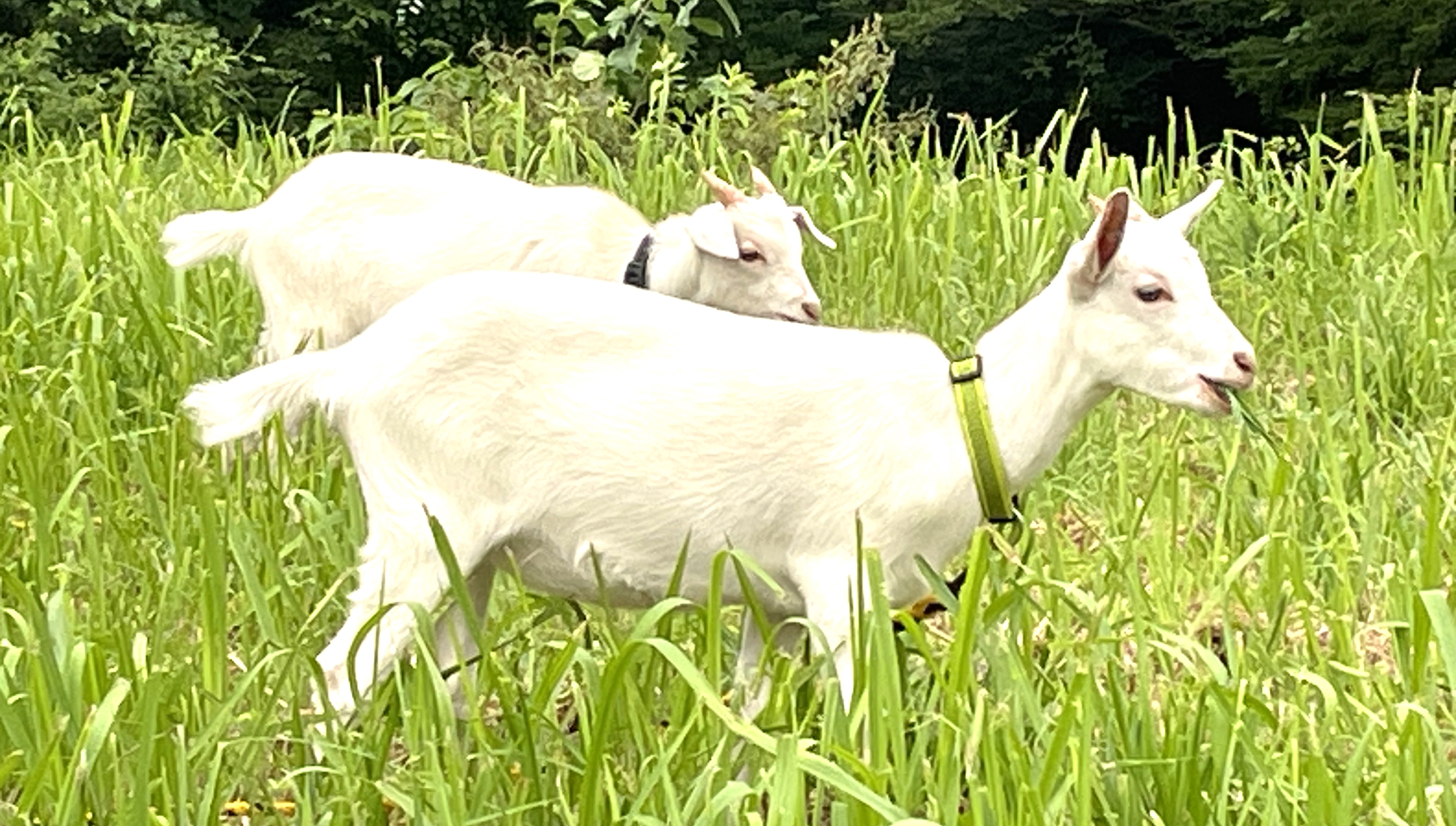 宿の前で草を食むヤギの兄妹