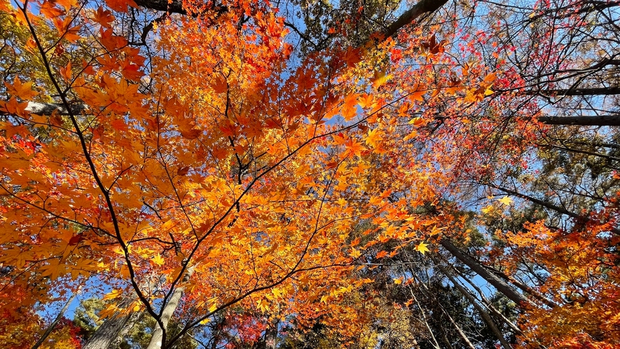 秋　美しい富士見高原の紅葉　ふじみ分水の森　　