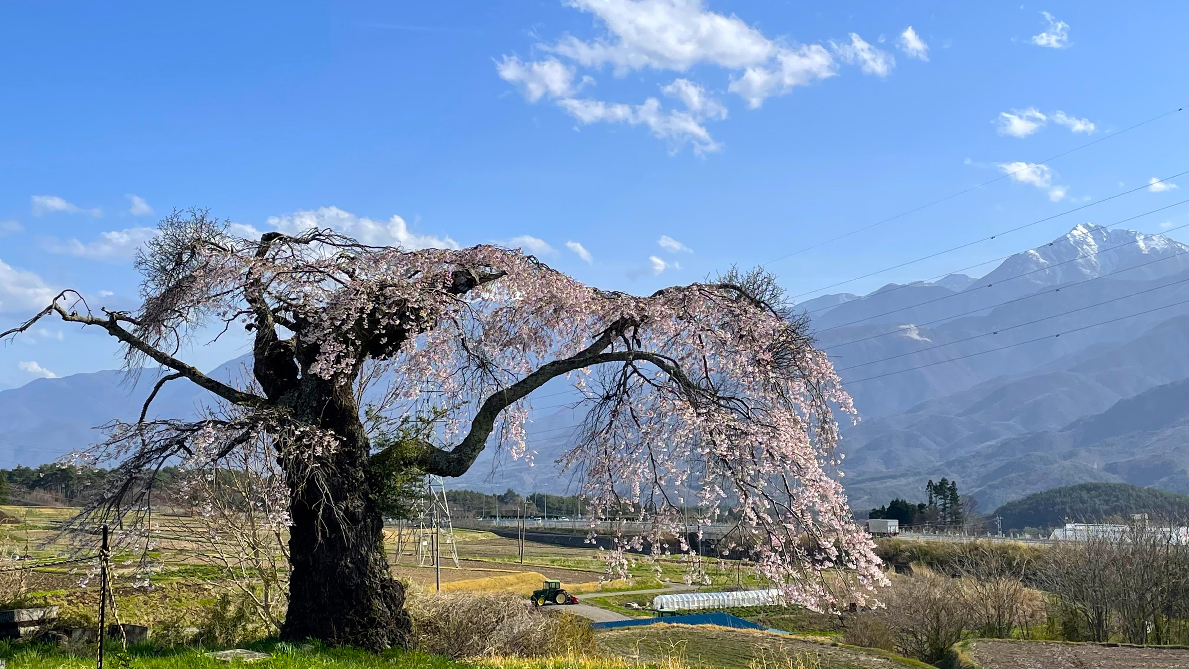 春　甲斐駒ケ岳と葛窪のしだれ桜　