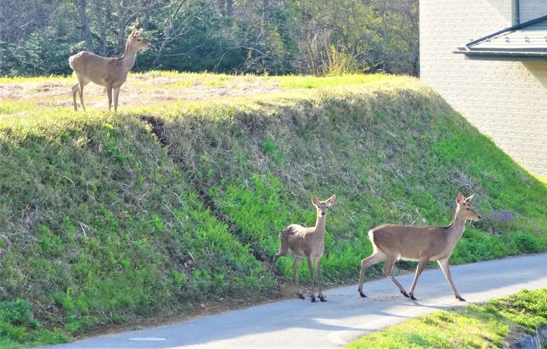 宿の前に現れる鹿たち