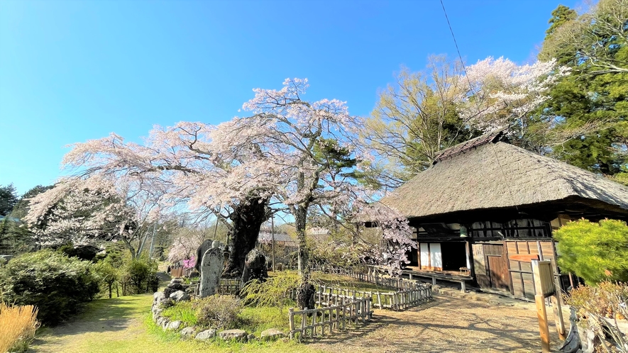 春　高森観音堂枝垂桜　2024年見頃は4月15日頃でした。