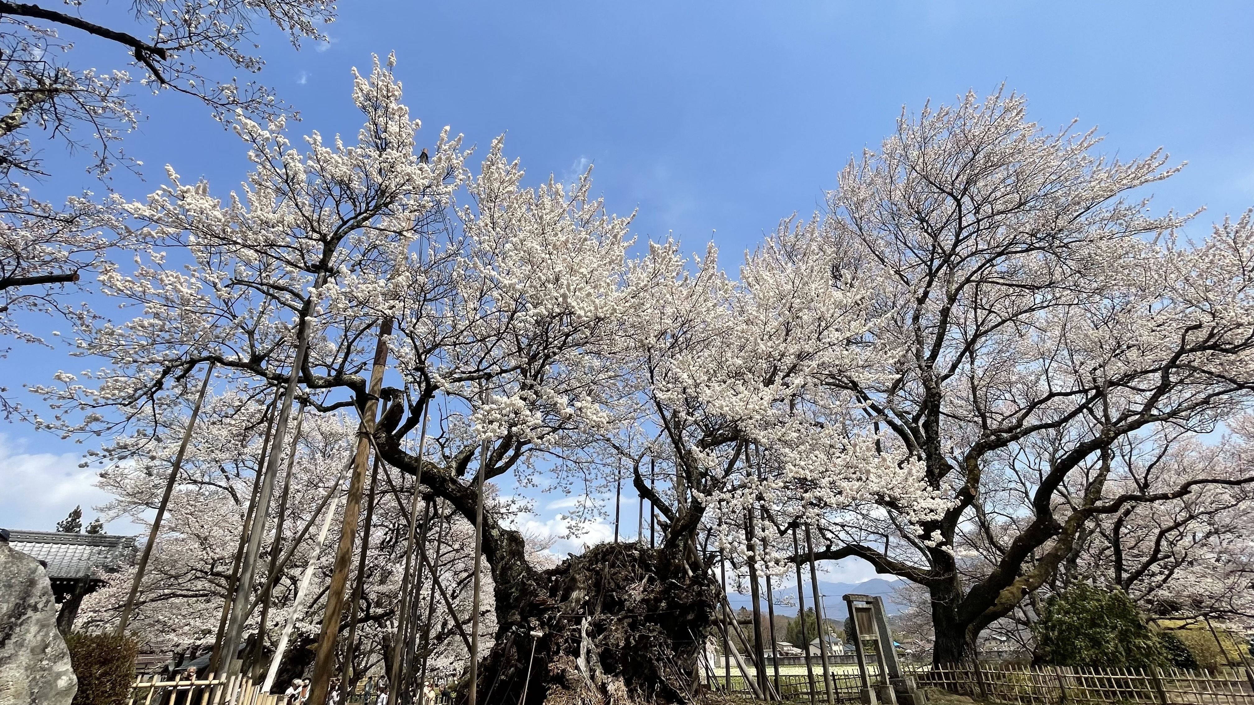 満開の山高神代桜　日本三大桜の一つ　