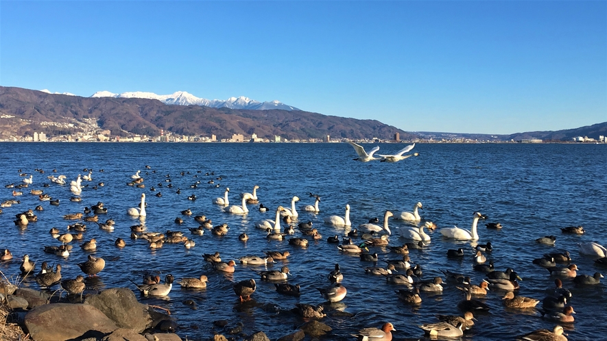 冬　諏訪湖の白鳥と八ヶ岳