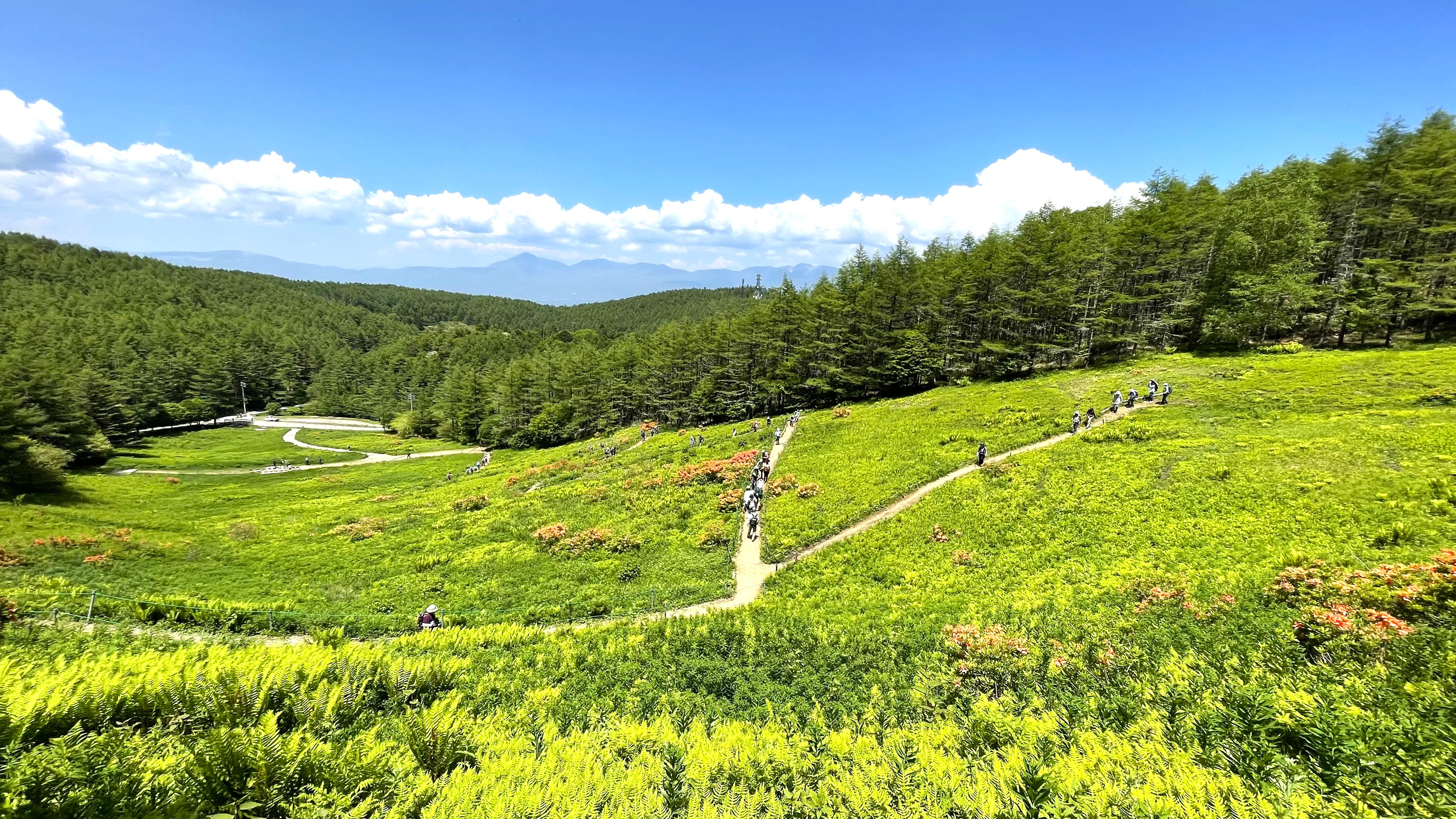 入笠湿原