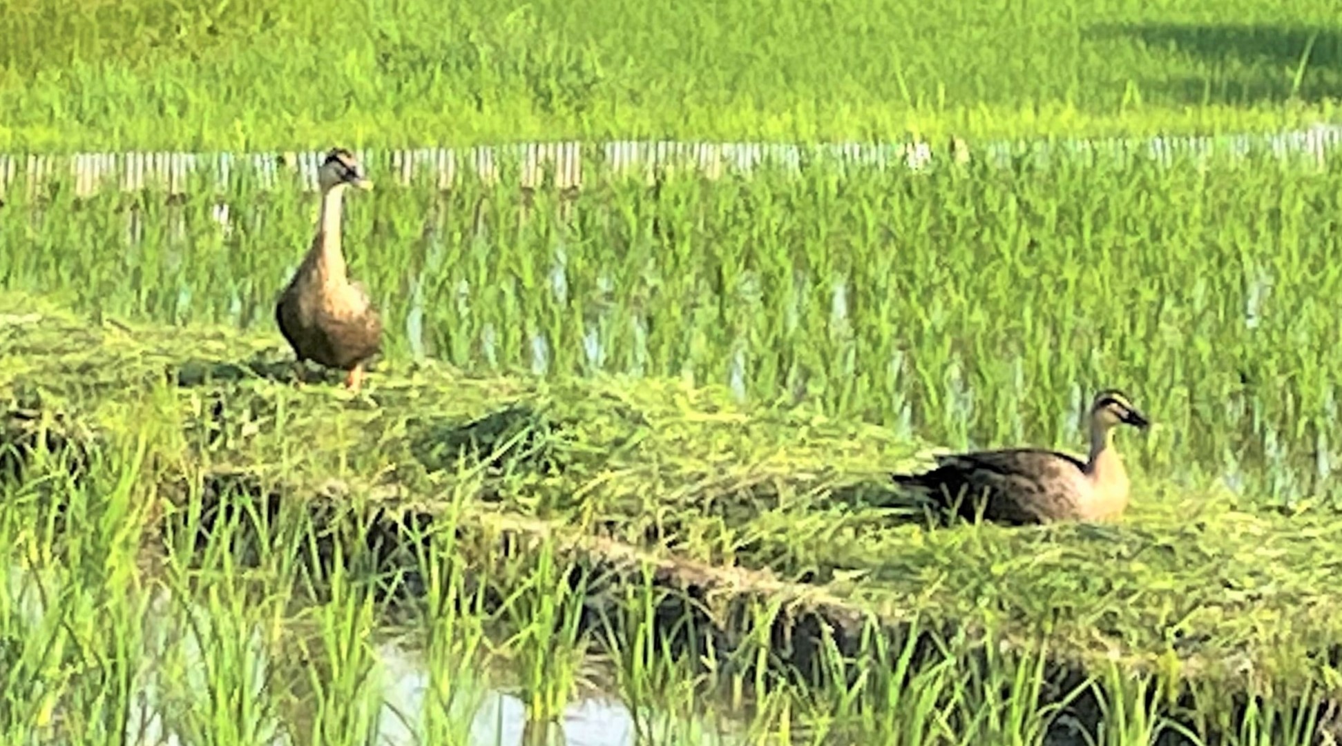 宿前の田んぼに舞い降りくつろぐ鴨たち