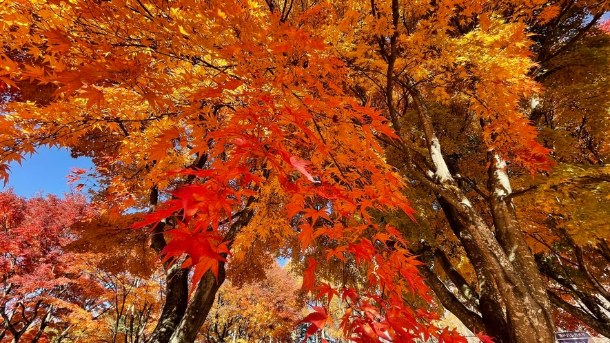 秋　紅葉の富士見高原