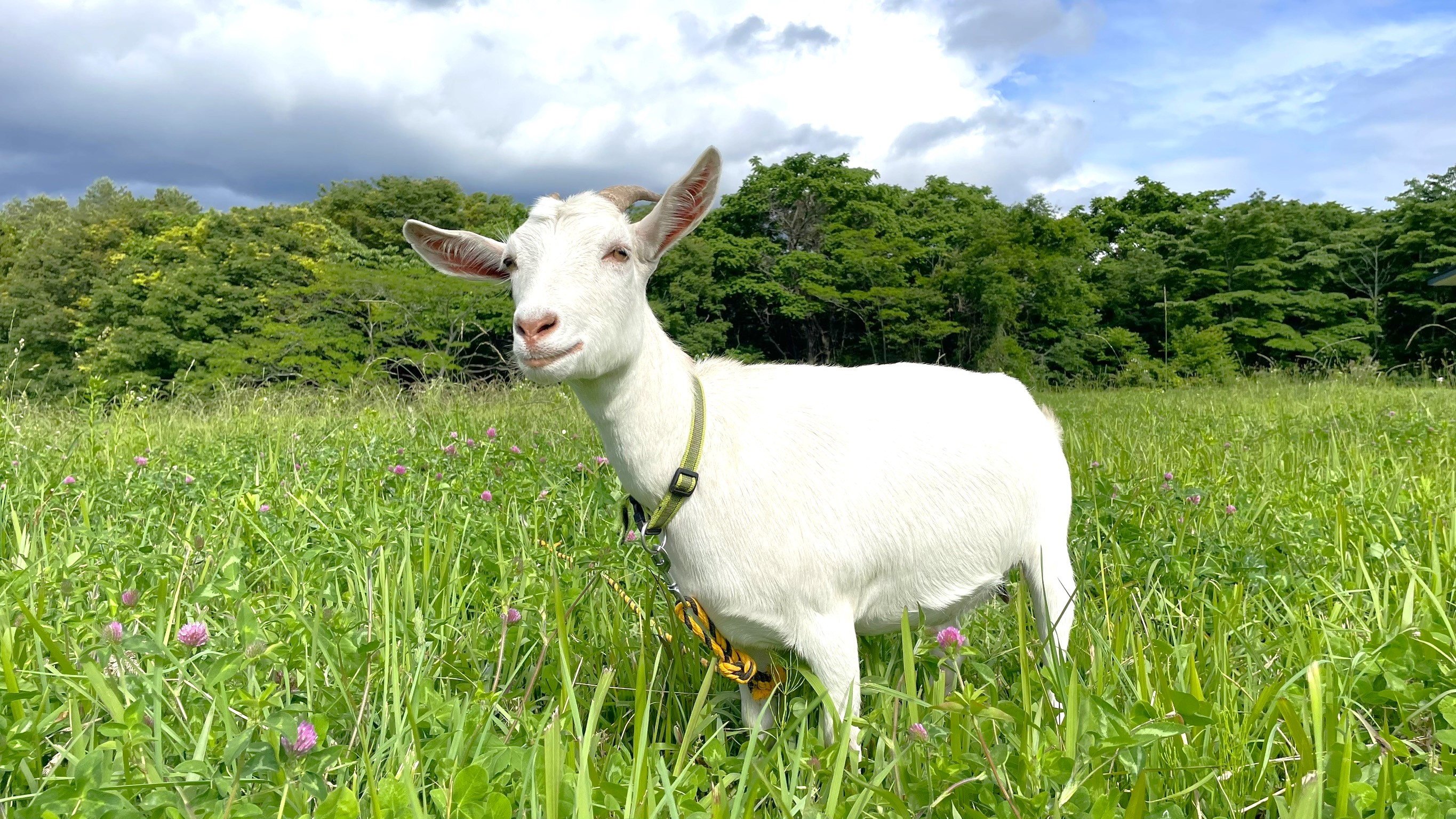 宿前で草を食む可愛いヤギ♪