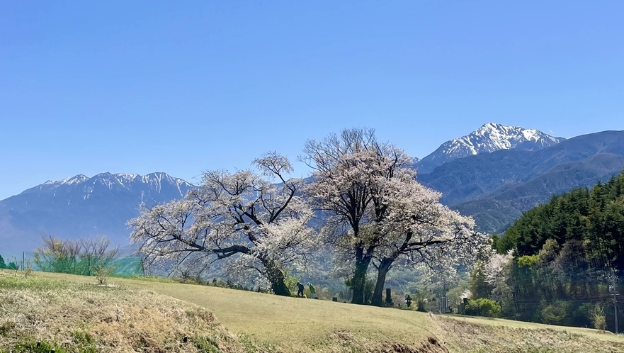 鼎談（ていだん）桜と甲斐駒ヶ岳・鳳凰三山　見頃４月下旬～５月上旬頃