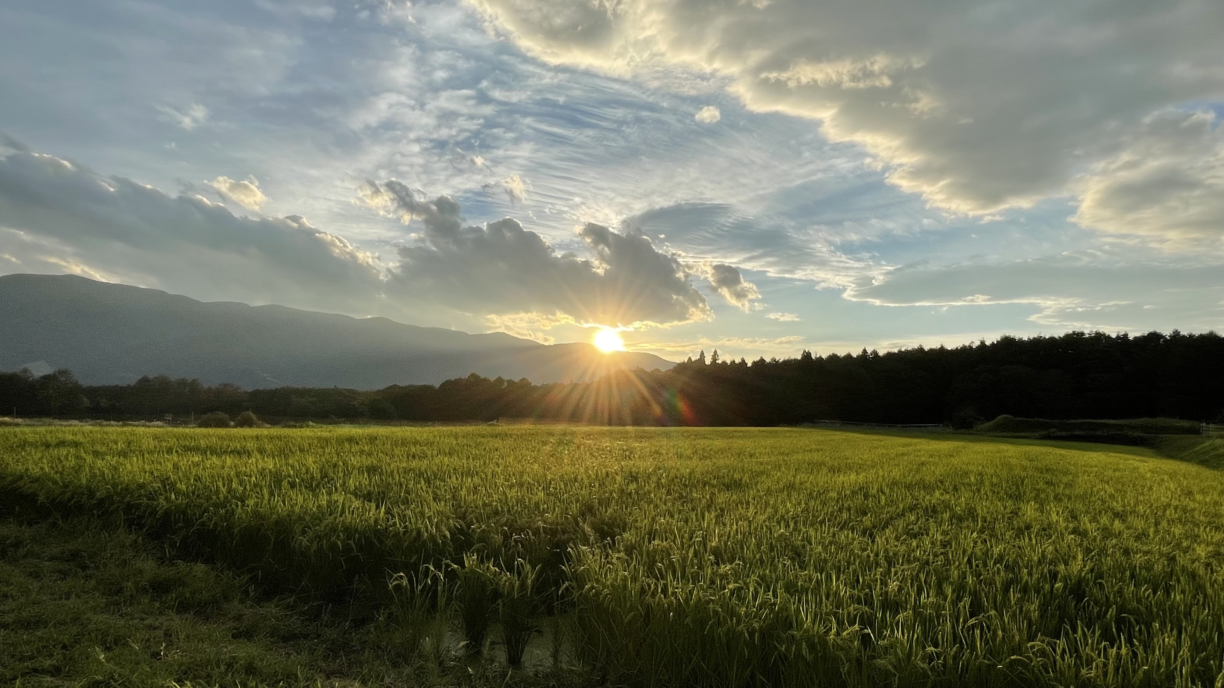 夏　夕景の田んぼ　