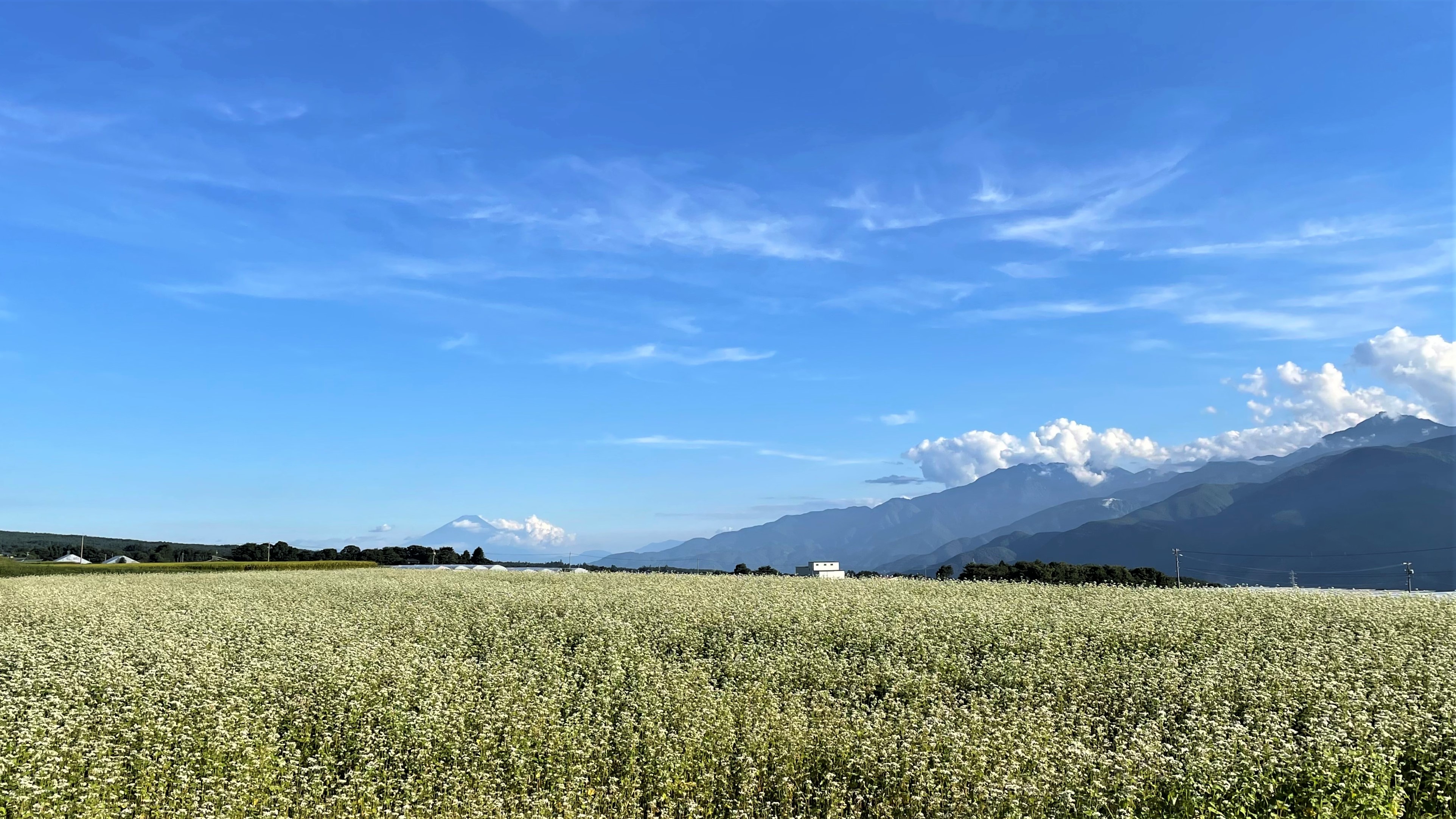 秋　富士山・南アルプスの山々とそば畑