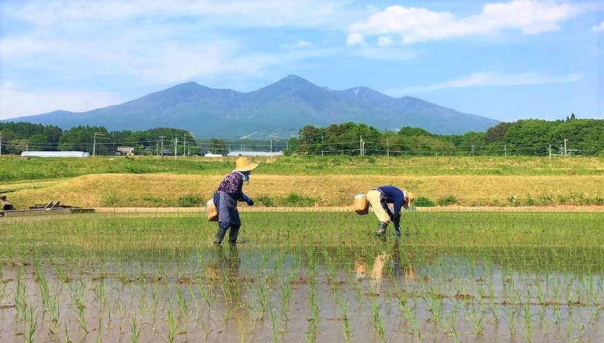 春　八ヶ岳と田植え風景