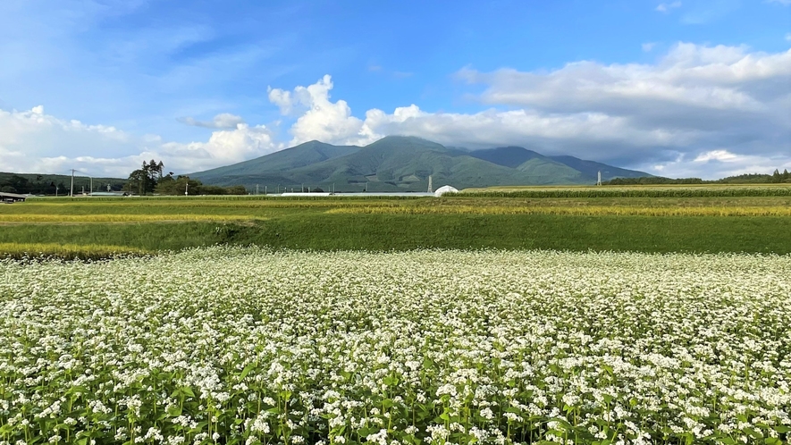 八ヶ岳とそば畑