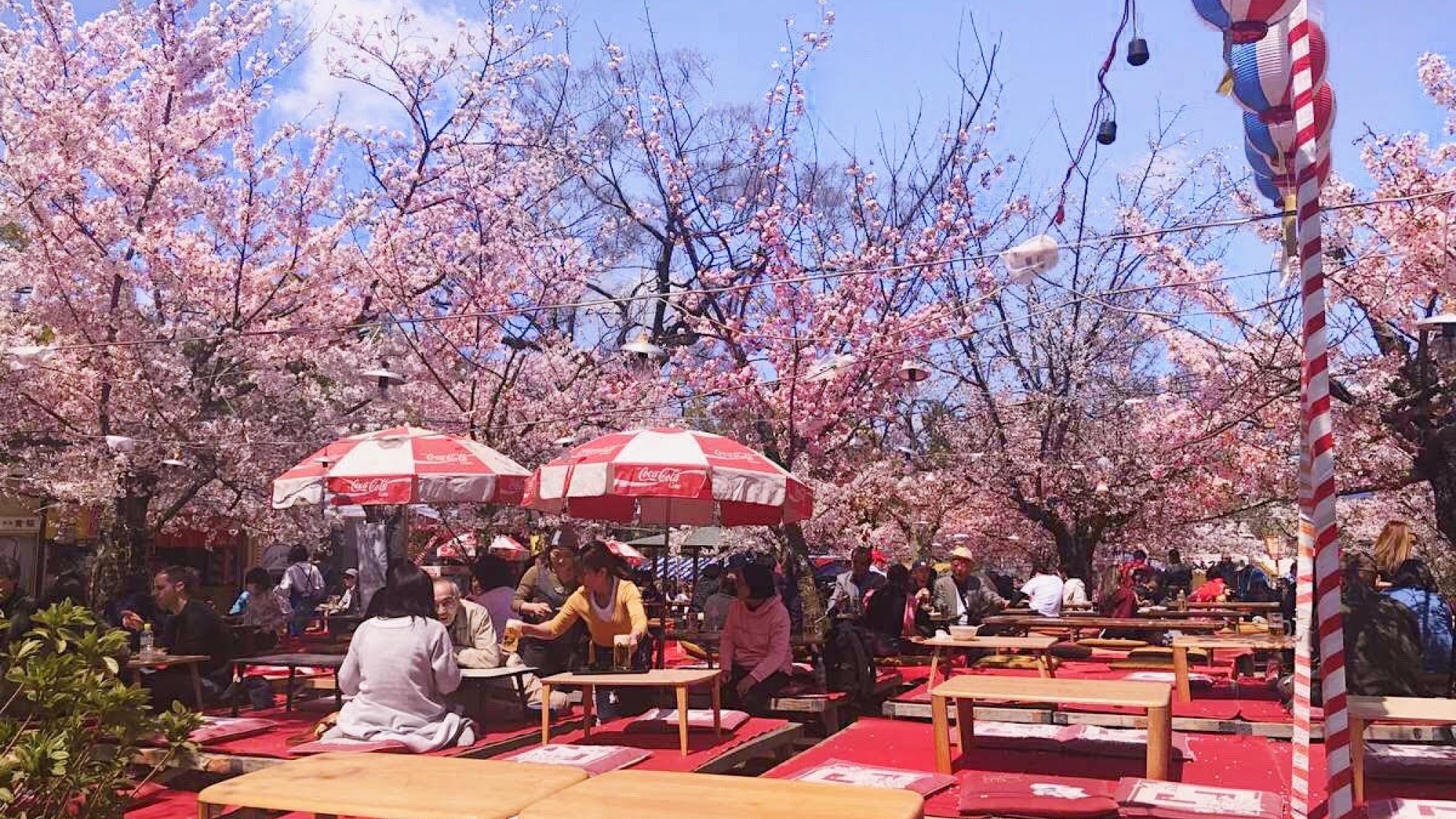 【円山公園】　「祇園の夜桜」で有名なしだれ桜が美しい。たくさんの出店でお食事も◎