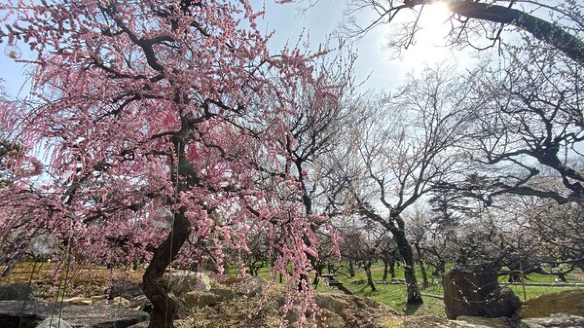 【北野天満宮】　春は梅や桜がとても綺麗