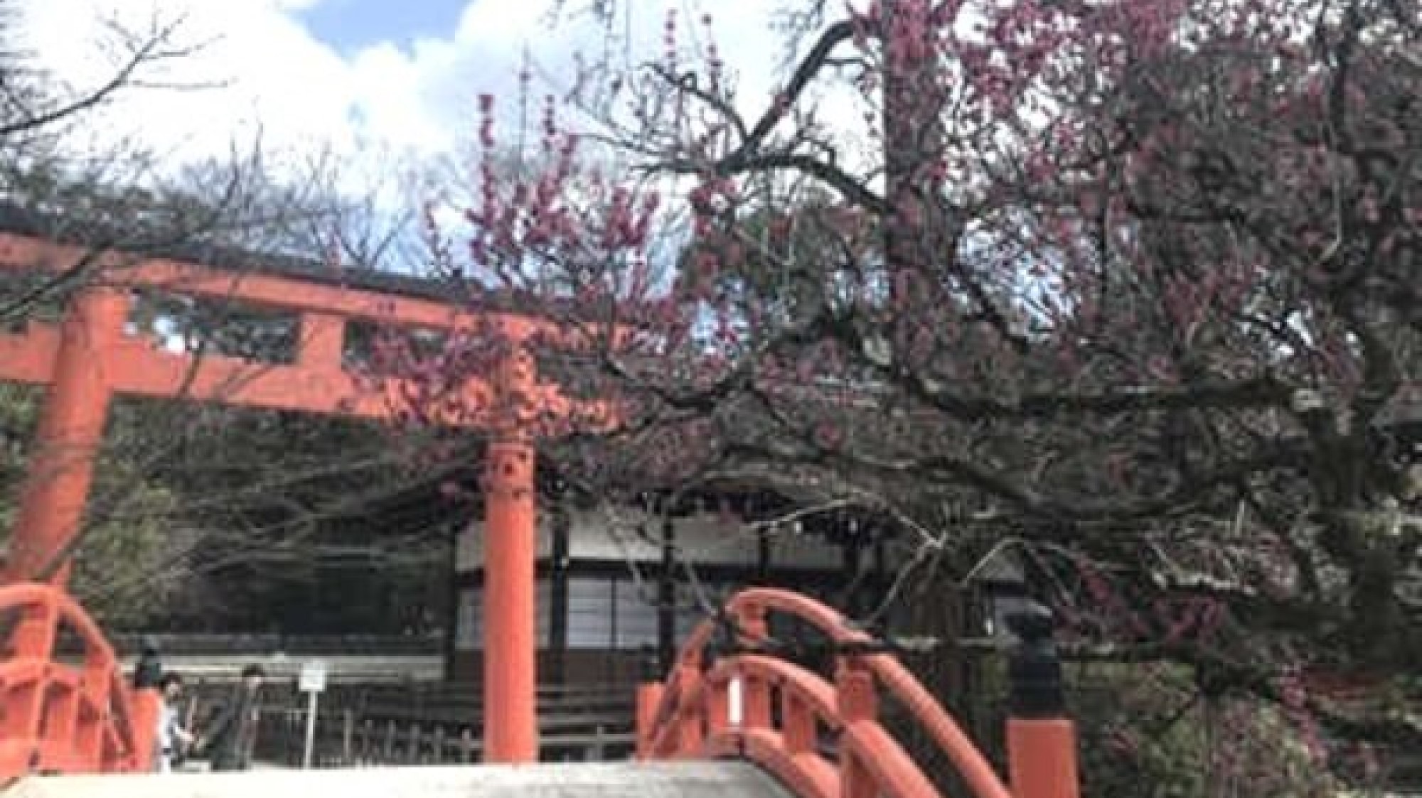 【下賀茂神社】　みたらし川にかかる橋の付近に咲いた梅がとても美しい♪