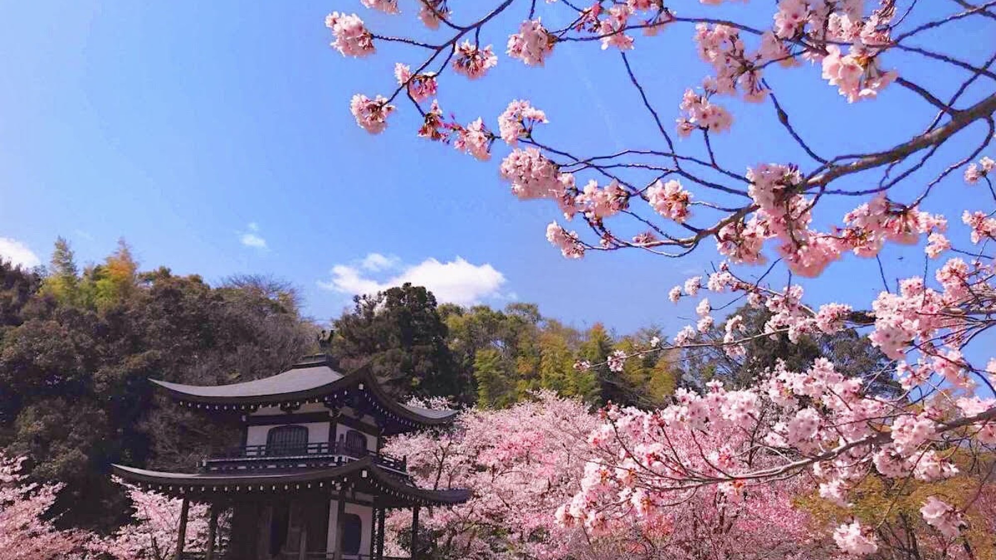 【勧修寺】　2018年春「そうだ 京都、行こう。」に選ばれた山科にある名所