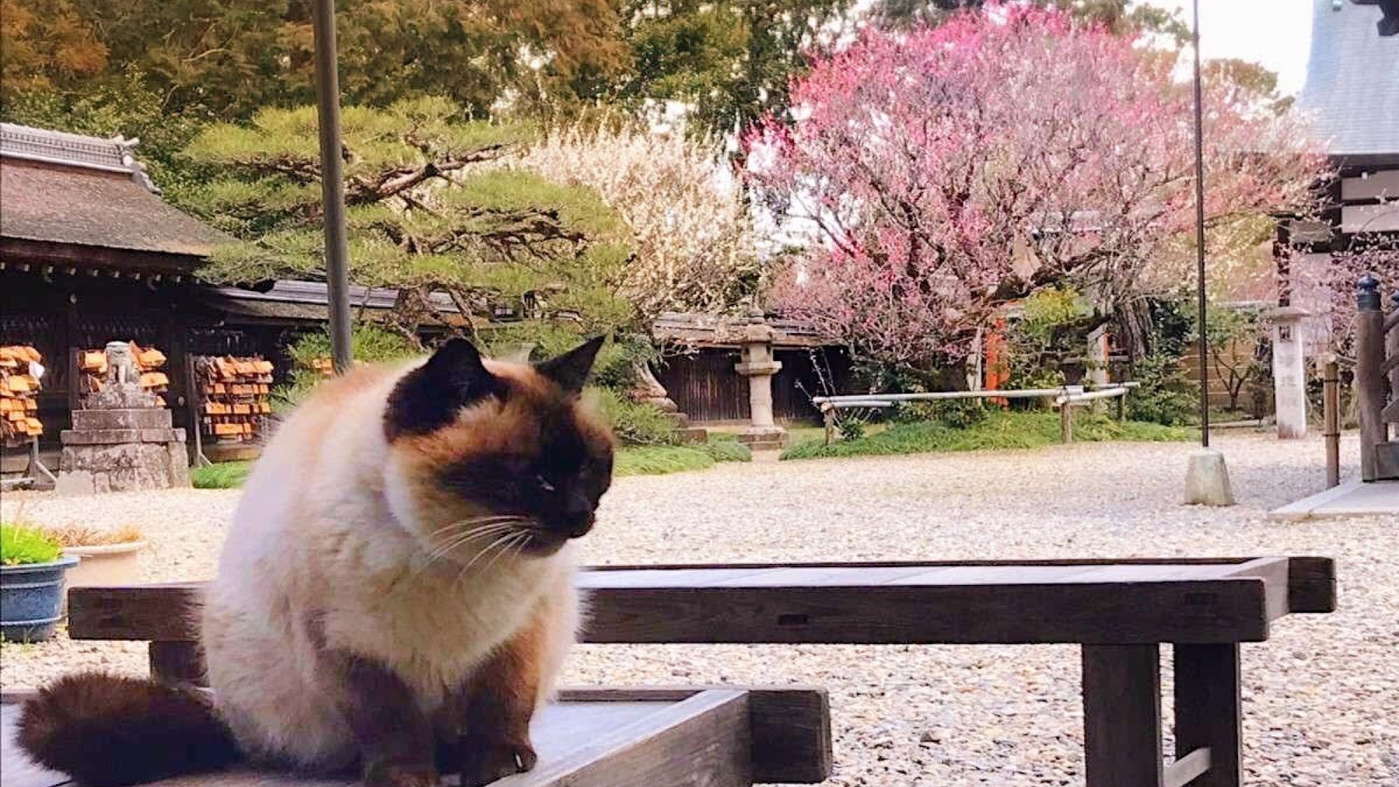 【梅宮大社】　2月中旬から3月中旬は梅の季節。可愛い猫さんがお出迎え♪