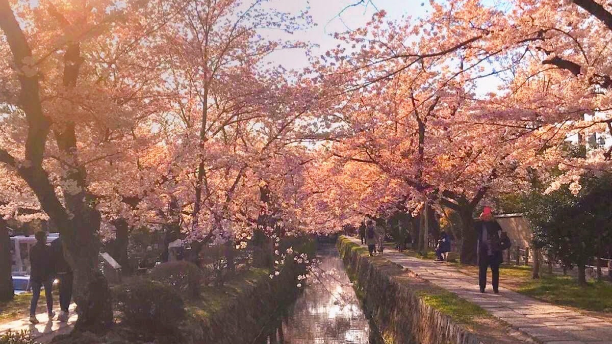 【哲学の道】　京都の桜といえばここ。写真映えもバッチリ