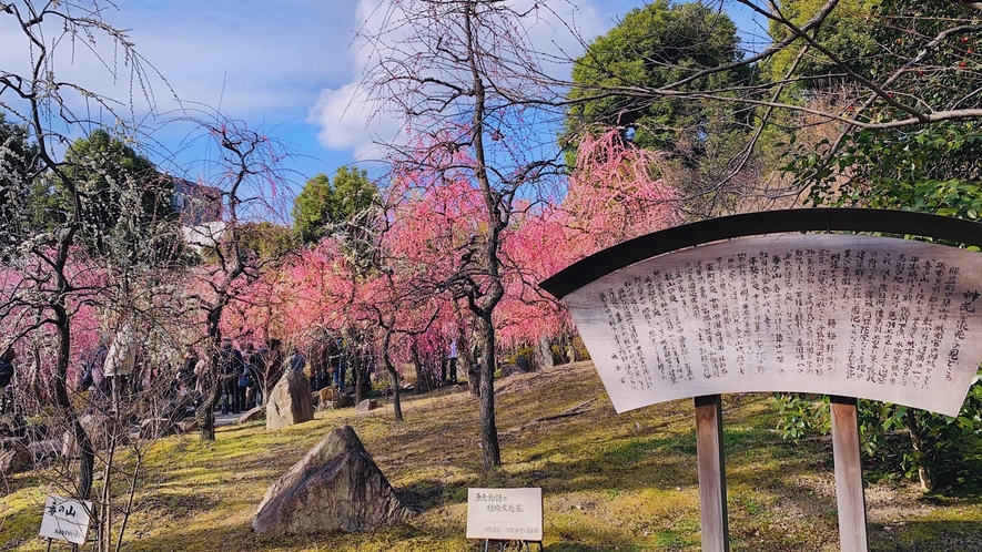 【城南宮】　2月末から1か月間開催される「しだれ梅と椿まつり」はまさに豪華絢爛