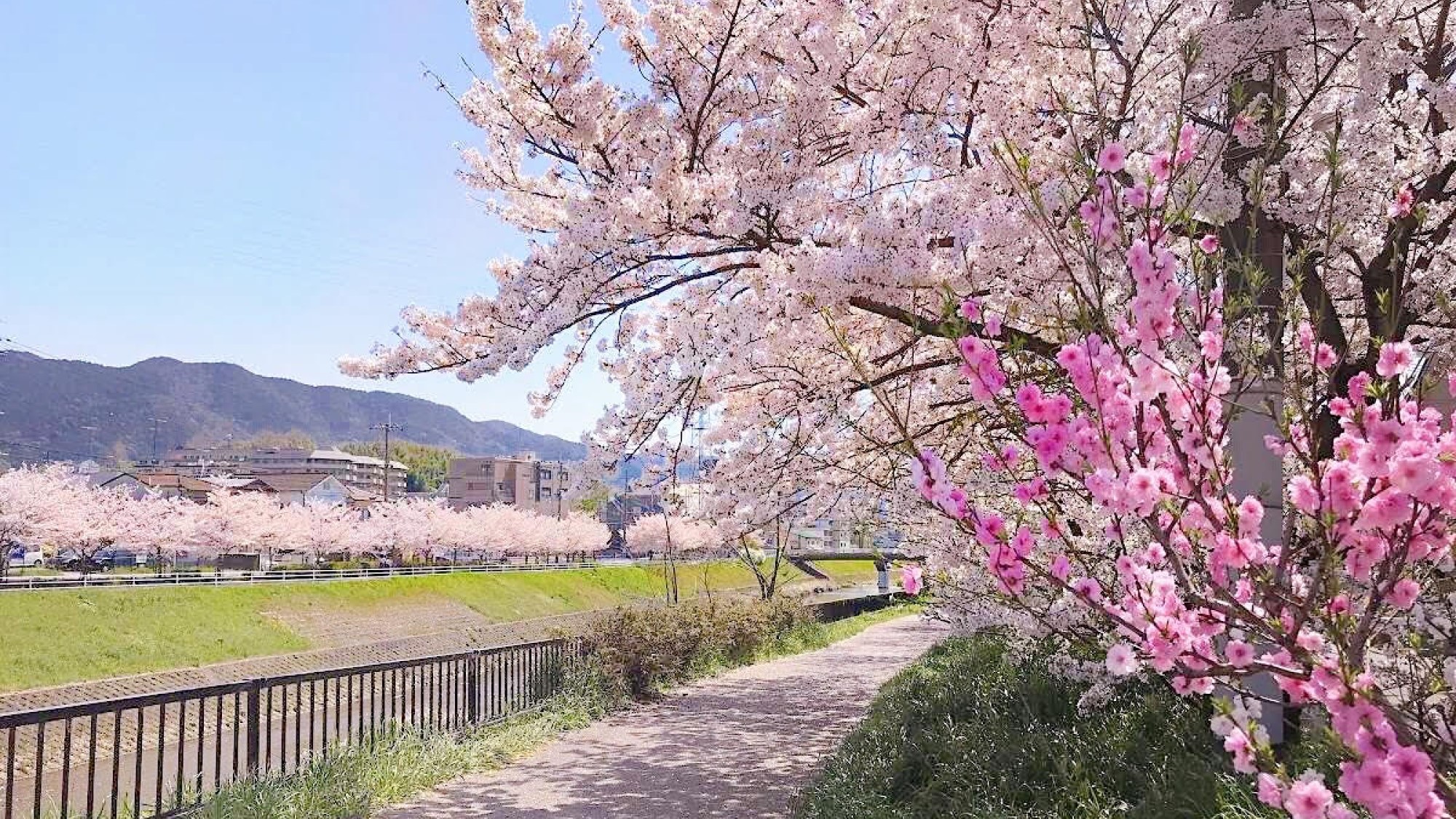 【山科川の桜】　川沿いの桜並木をゆっくりと楽しめる
