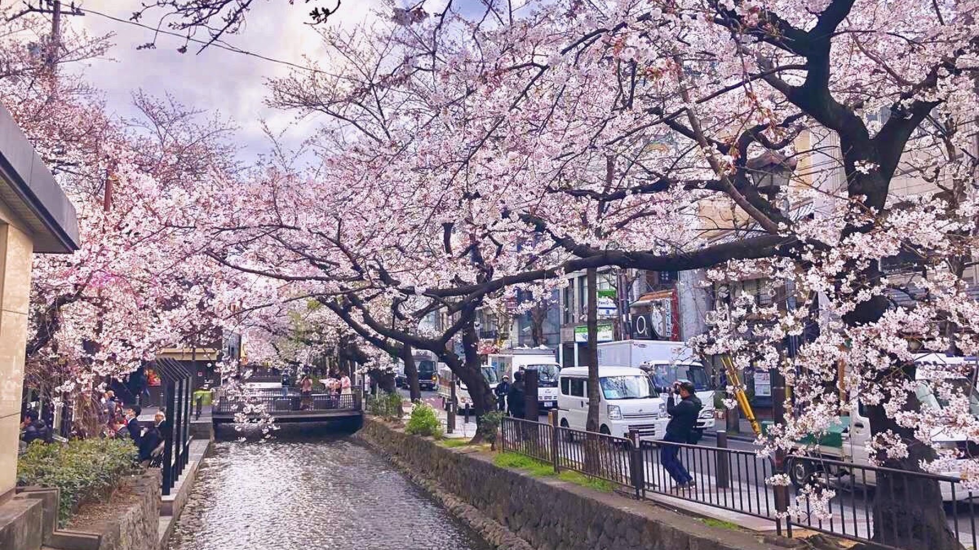 【高瀬川】　木屋町周辺の川沿い桜並木には200本ものソメイヨシノが並ぶ