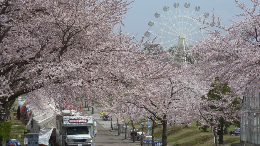 ◆八戸公園の桜