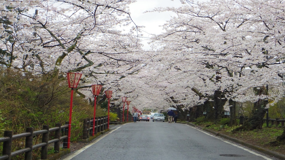【見頃は4月上旬〜中旬】岳温泉街の桜坂や二本松市内の桜の名所を巡ろう【お花見プラン・1泊2食付】