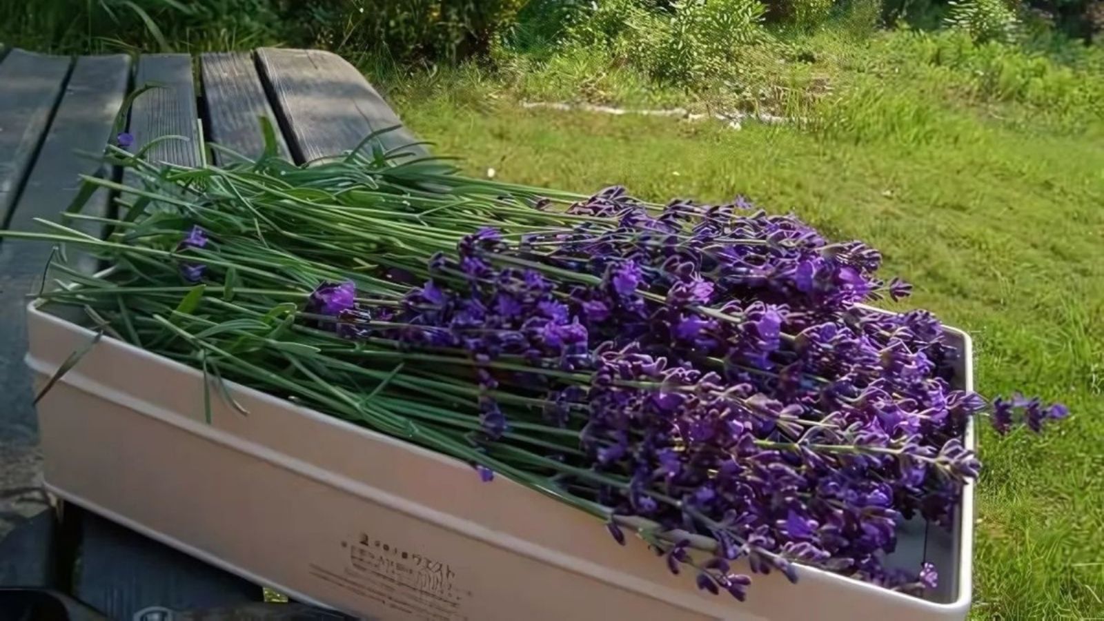 空の庭で摘み取りされたラベンダー